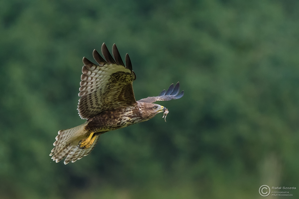 Myszow, Common Buzzard (Buteo buteo) ... 2016r