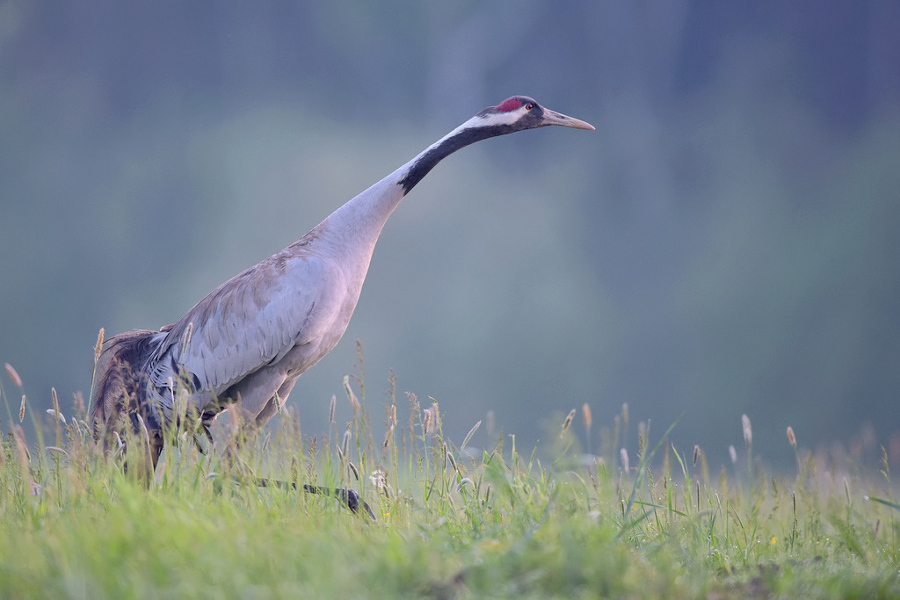 Grus grus