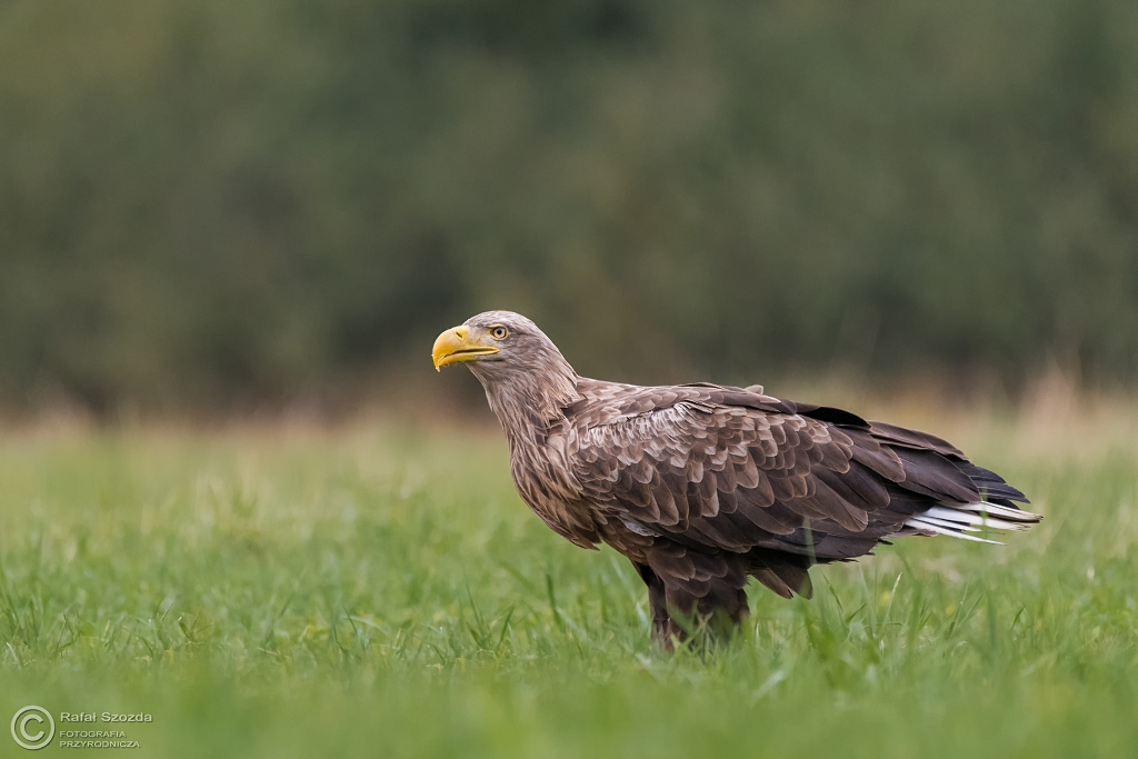 Bielik, White-tailed Eagle (Haliaeetus albicilla) ... 2016r
