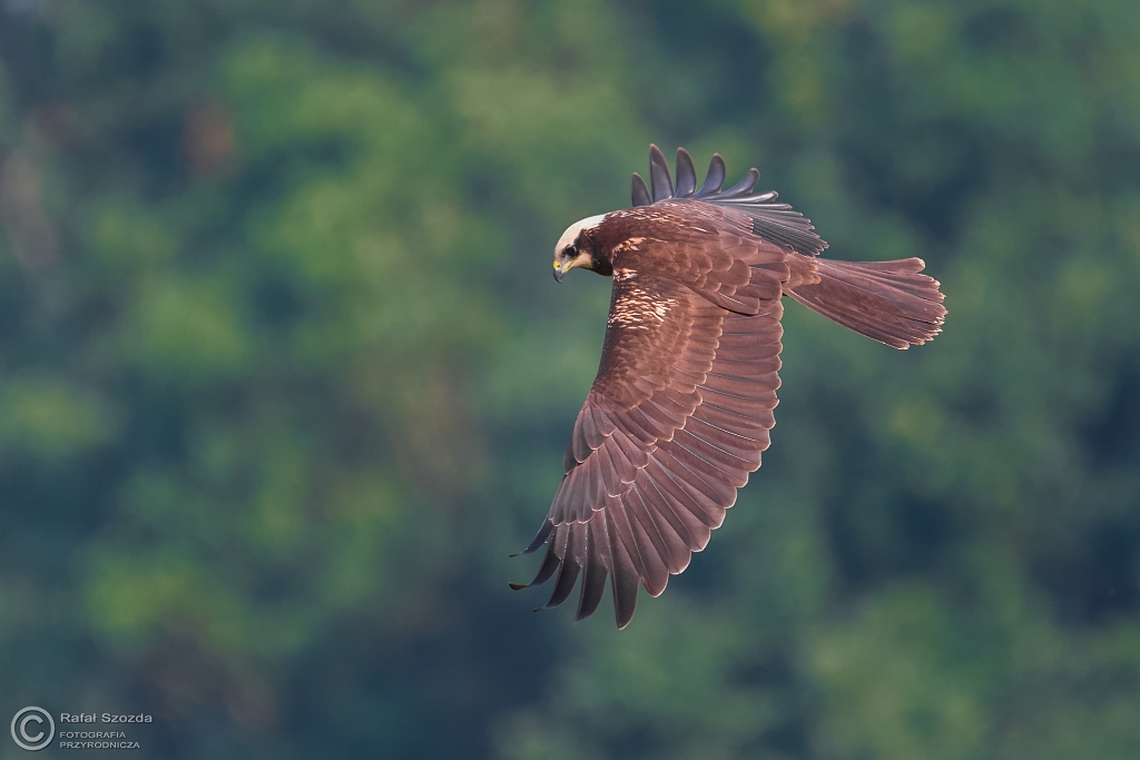 Botniak Stawowy, Western Marsh-Harrier (Circus aeruginosus) ... 2016r