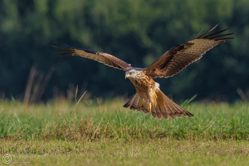 Kania Ruda, Red Kite (Milvus milvus) ... 2016r