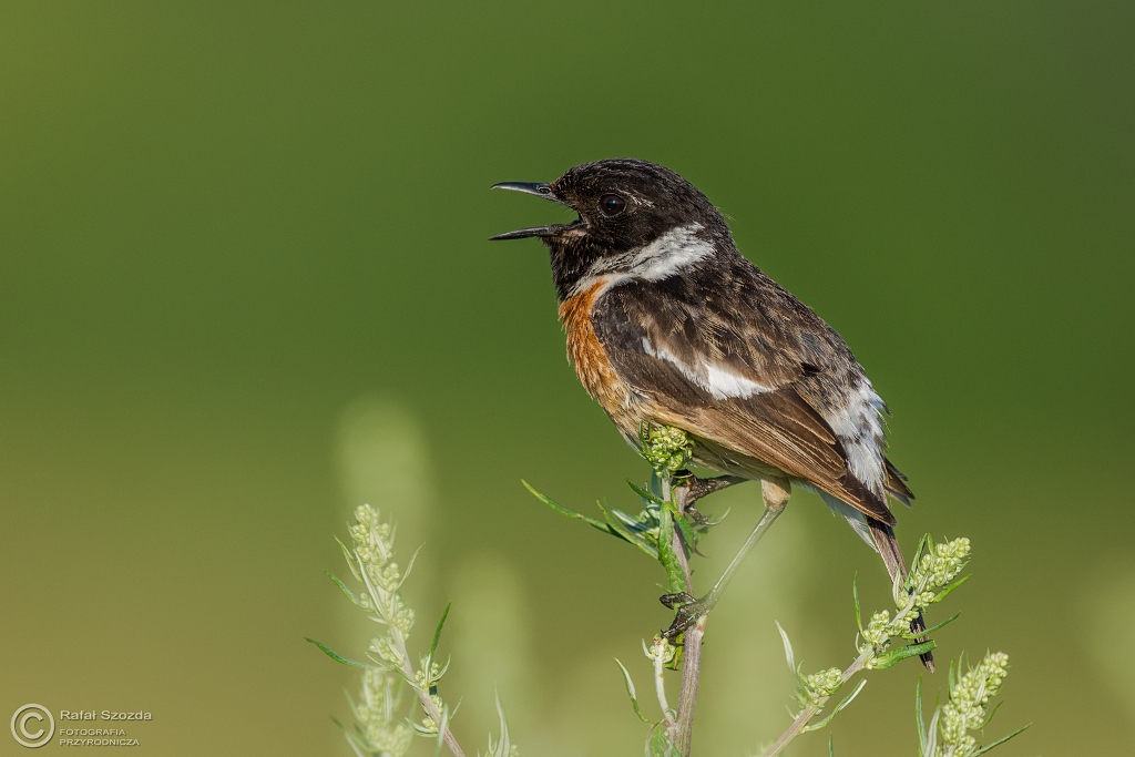 Klskawka, Stonechat (Saxicola rubicola) ... 2016r
