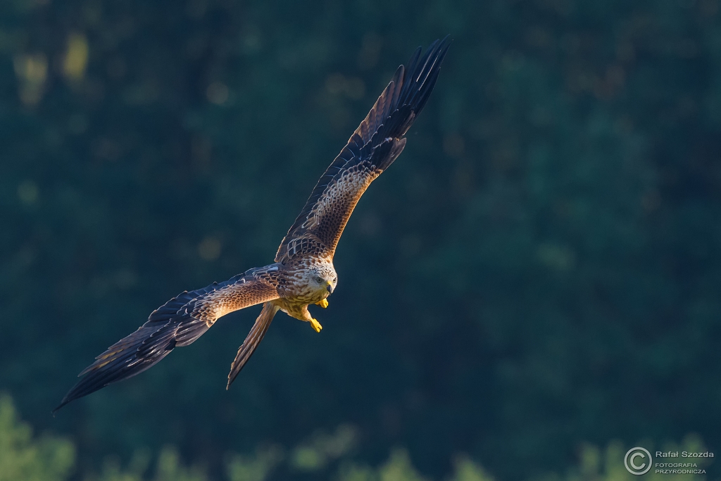 Kania Ruda, Red Kite (Milvus milvus) ... 2016r