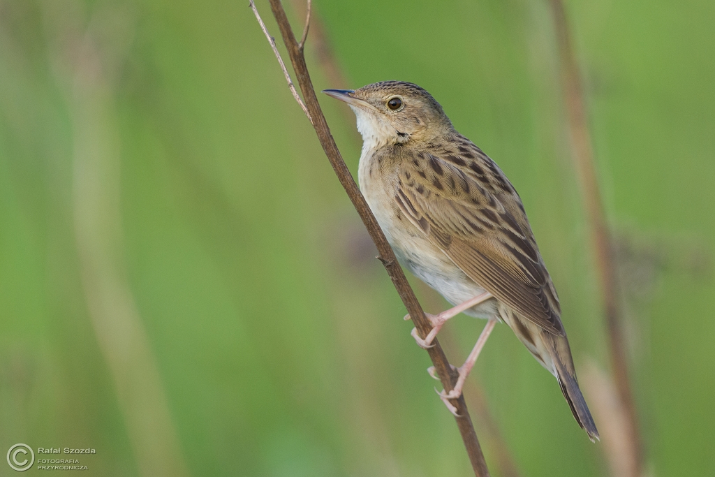 wierszczak, Common Grasshopper-Warbler (Locustella naevia) ... 2016r