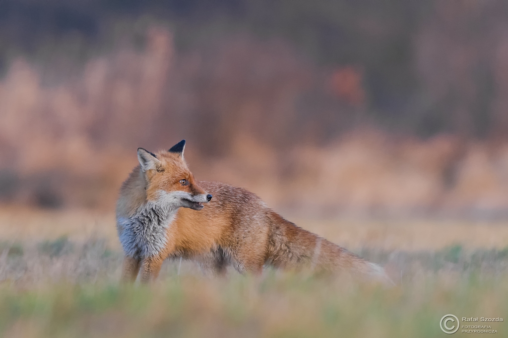 Lis, Fox (Vulpes vulpes) ... 2016r