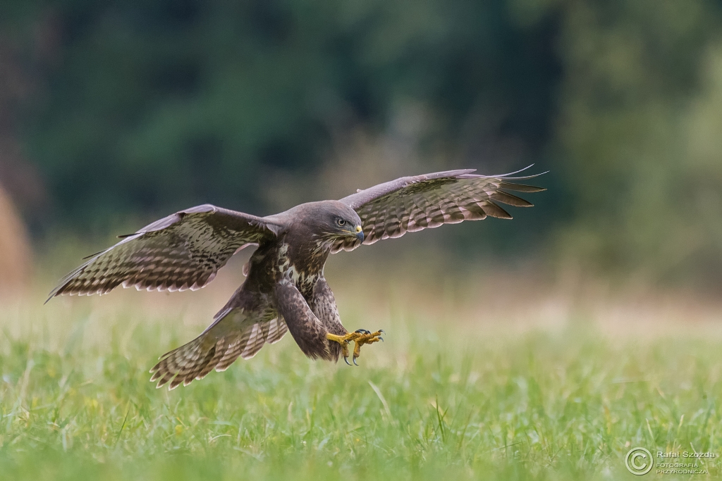 Myszow, Common Buzzard (Buteo buteo) ... 2016r