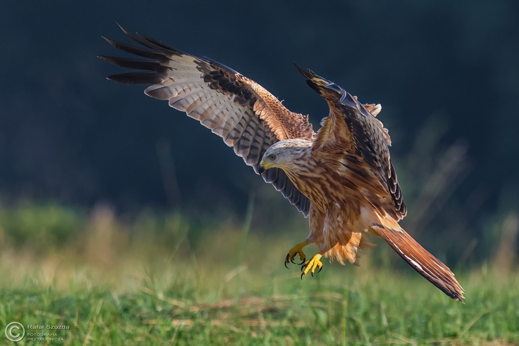 Kania Ruda, Red Kite (Milvus milvus) ... 2016r