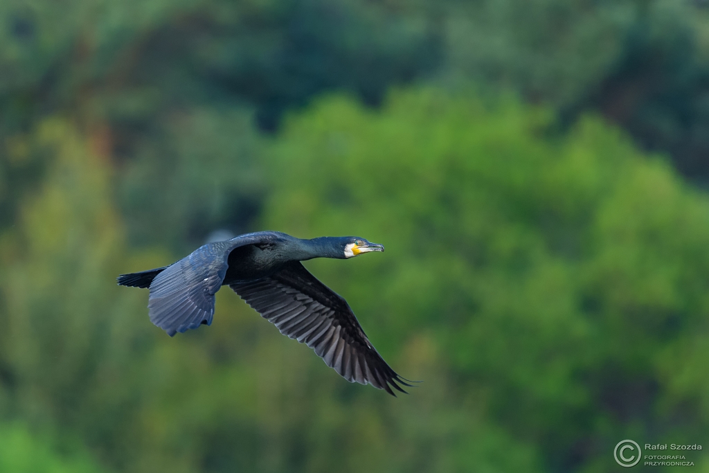 Kormoran, Great Cormorant (Phalacrocorax carbo) ... 2016r