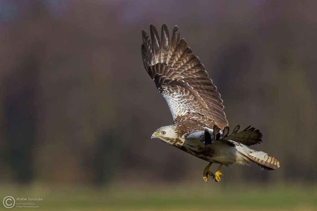 Myszow, Common Buzzard (Buteo buteo)