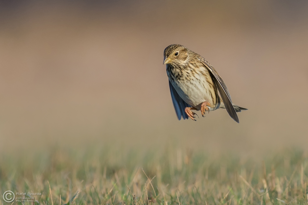 Hop sa sa - Potrzeszcz, Corn Bunting (Emberiza calandra)