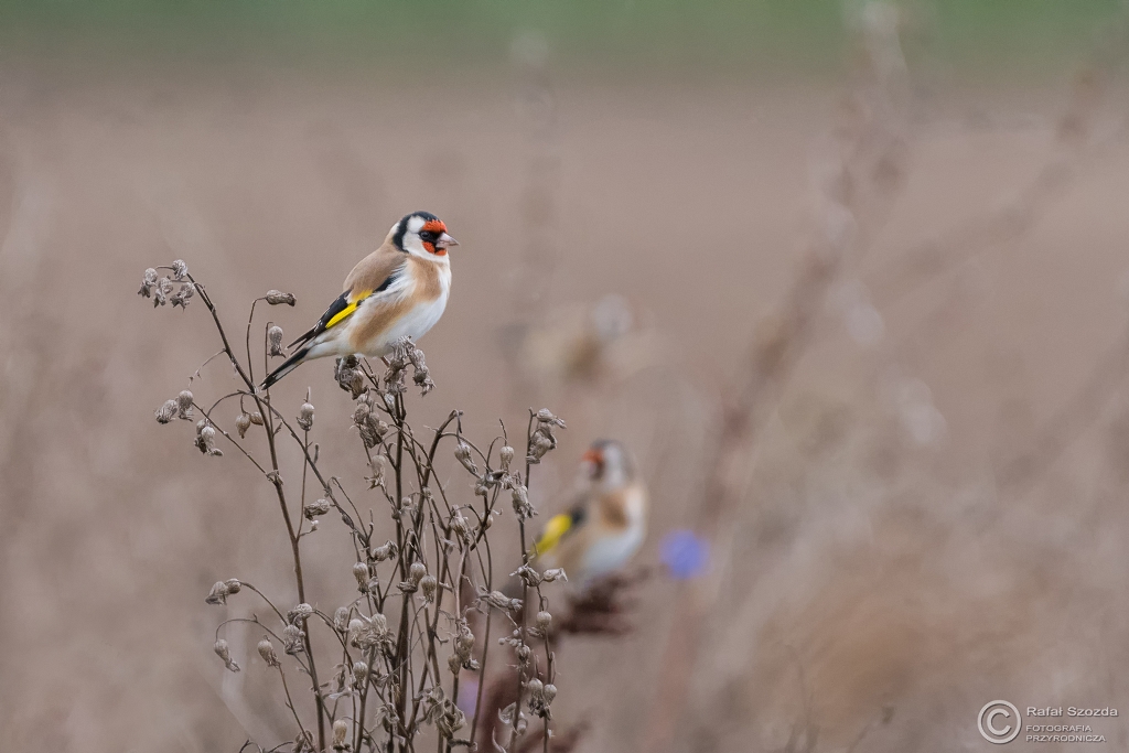 Szczygie, European Goldfinch (Carduelis carduelis) ... 2016r - rodowiskowo