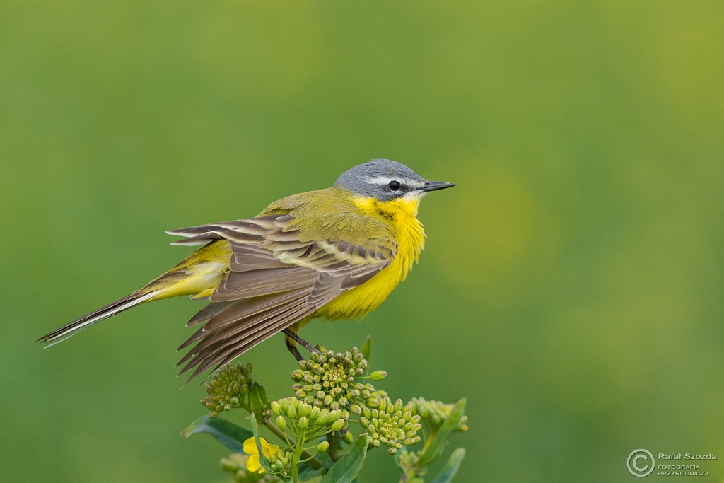 Pliszka ta, Yellow Wagtail (Motacilla flava) ... 2016r