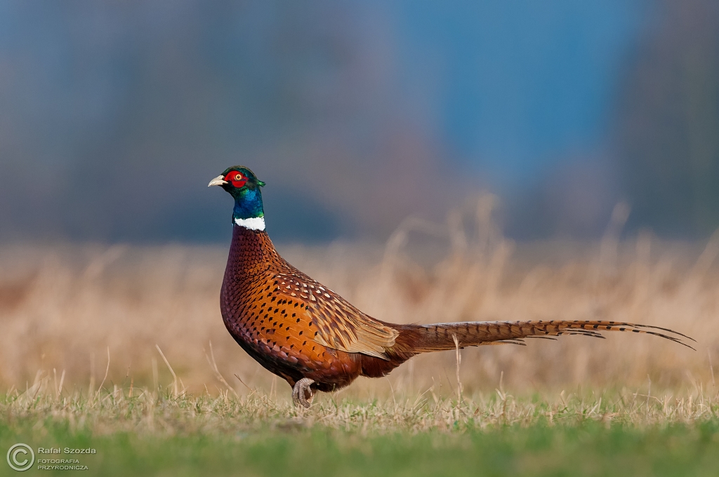 Baant, Common Pheasant (Phasianus colchicus) ...