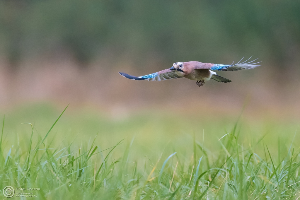 Sjka, Eurasian Jay (Garrulus glandarius) ... 2016r
