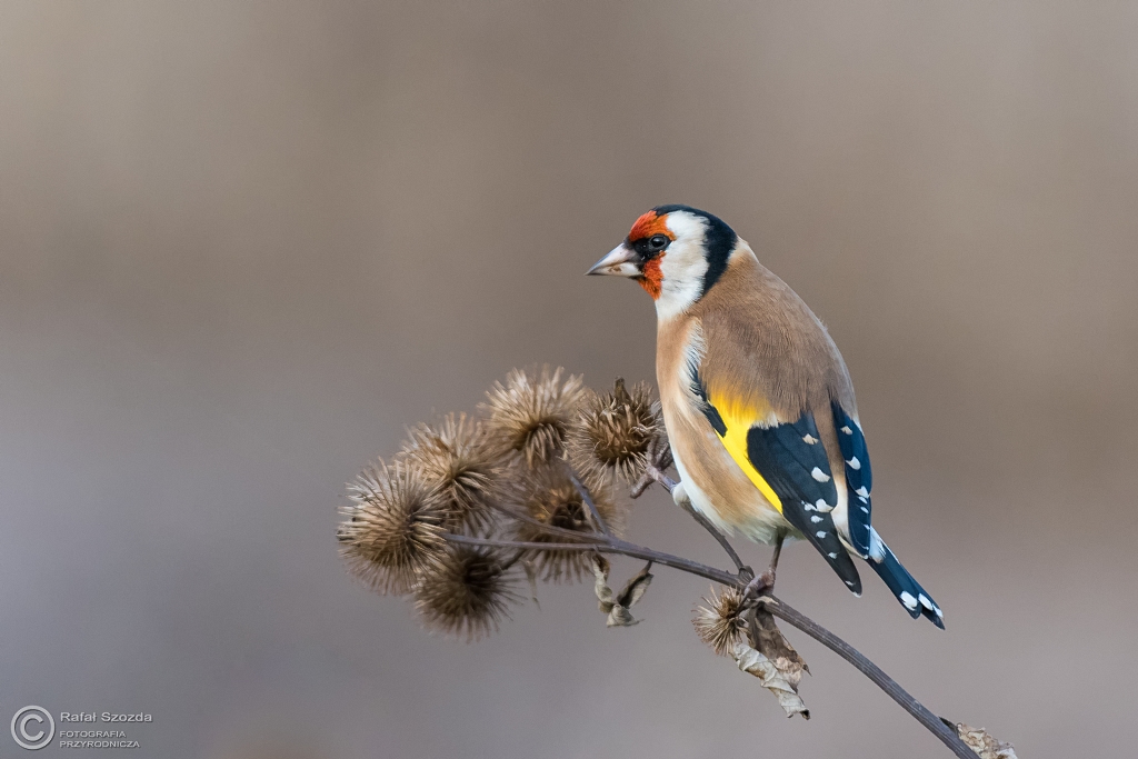 Szczygie, European Goldfinch (Carduelis carduelis) ... 2016r