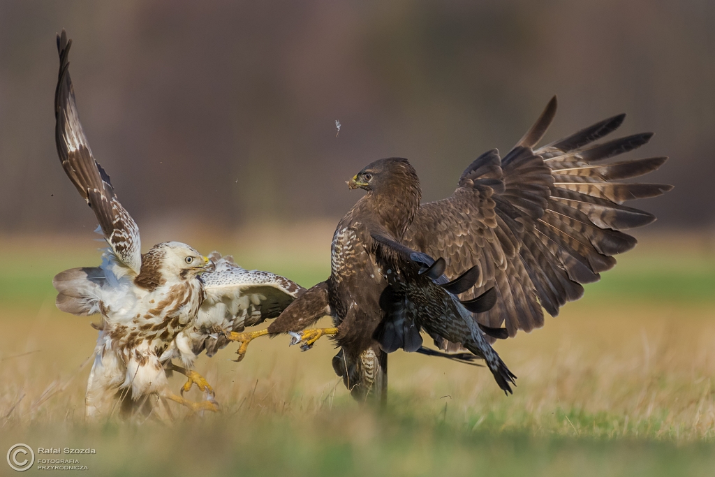 Myszow, Common Buzzard (Buteo buteo) ... 2016r