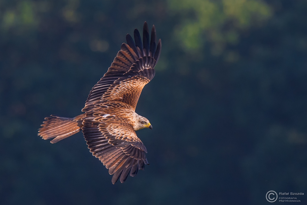 Kania Ruda, Red Kite (Milvus milvus) ... 2016r