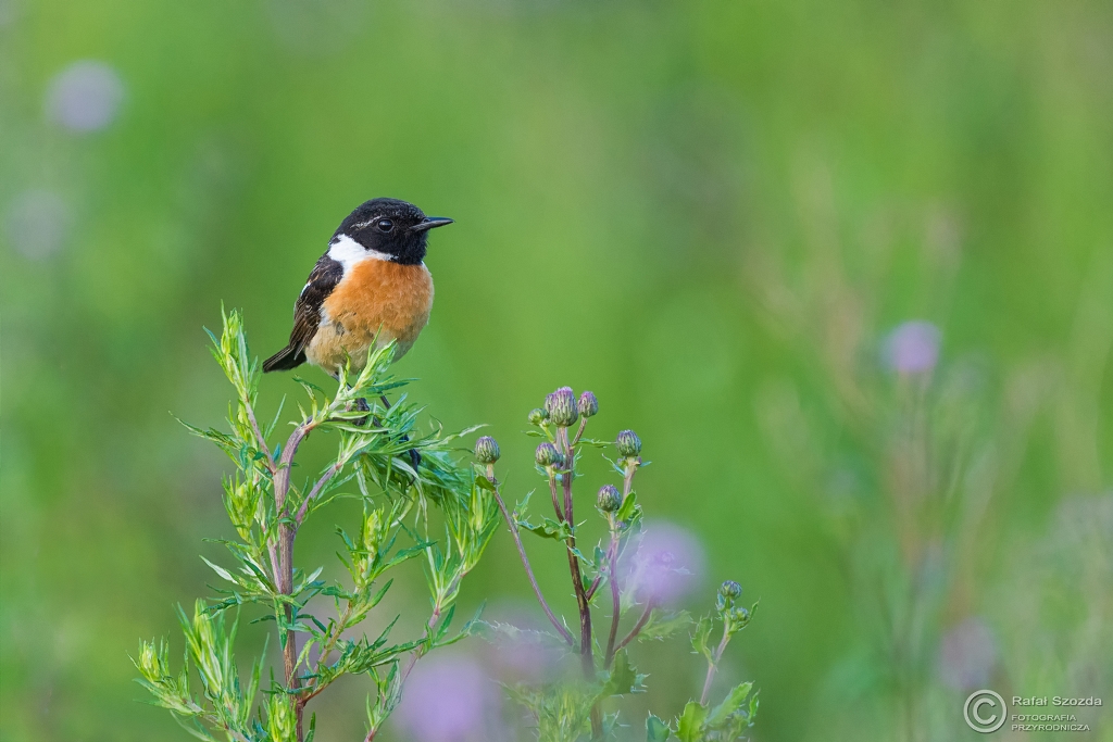 Klskawka, Stonechat (Saxicola rubicola) ... 2016r