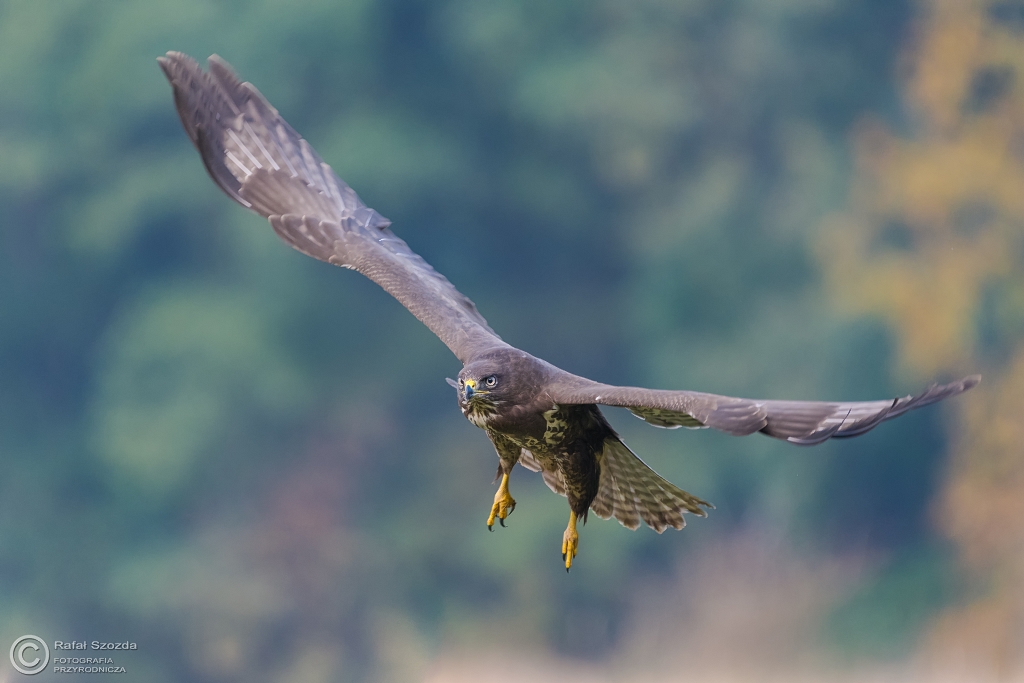 Myszow, Common Buzzard (Buteo buteo) ... 2016r