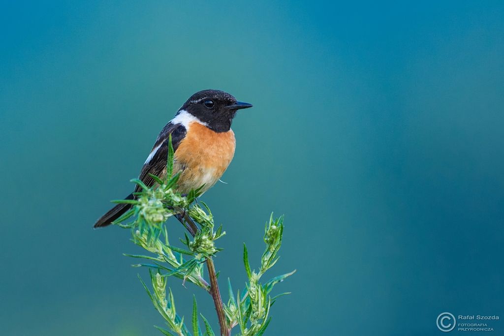 Klskawka, Stonechat (Saxicola rubicola) ... 2016r