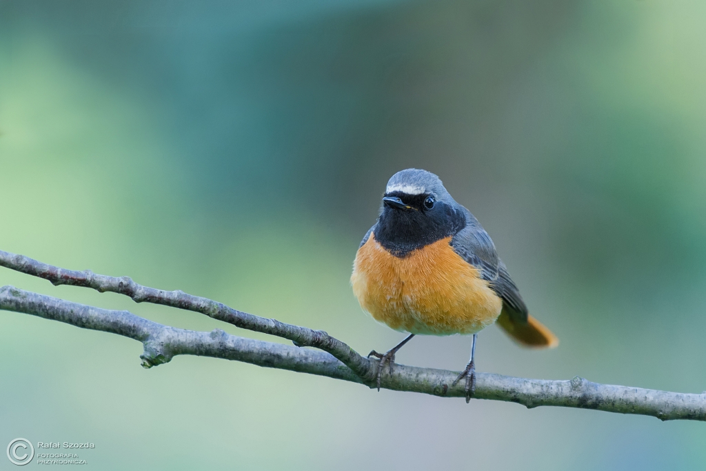 Pleszka, Common Redstart (Phoenicurus phoenicurus) ... 2016r