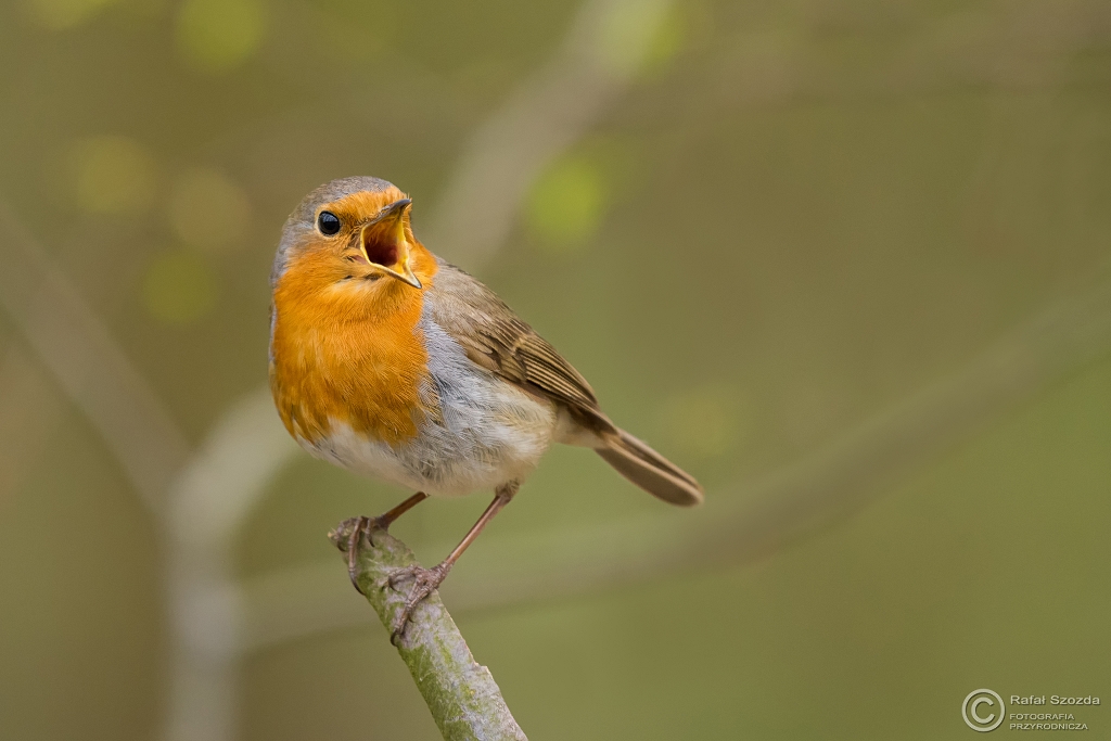 Rudzik, European Robin (Erithacus rubecula) ... 2016r