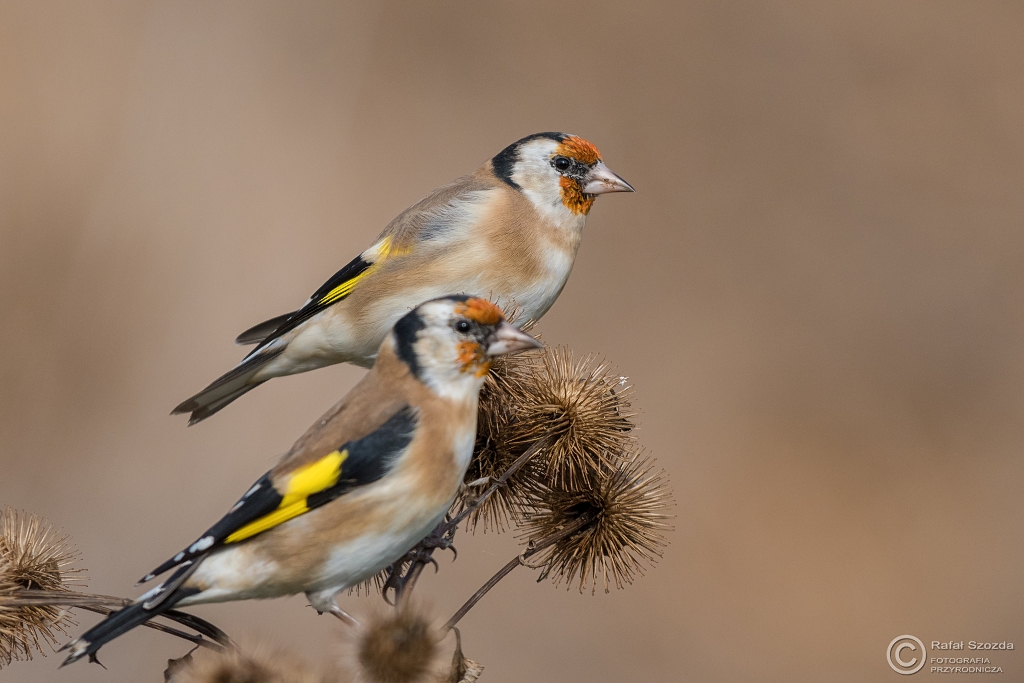 Szczygy, European Goldfinch (Carduelis carduelis) ... 2016r