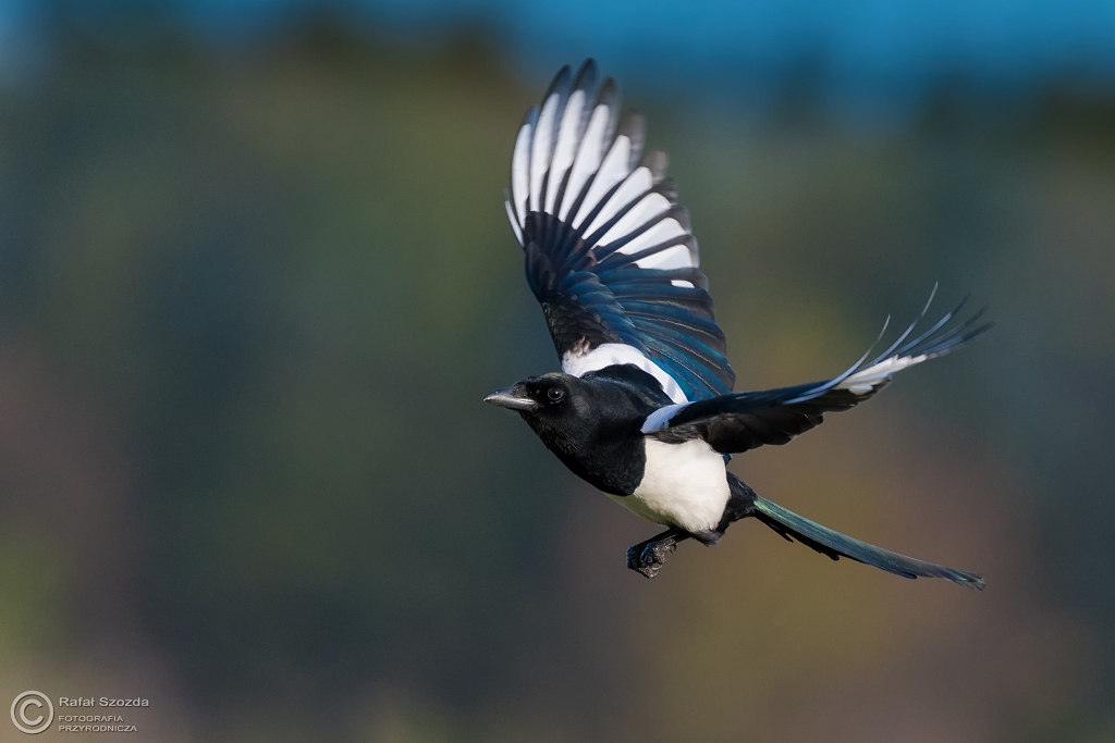 Sroka, Eurasian Magpie (Pica pica) ... 2016r