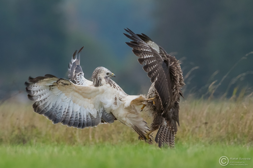 Myszo��w, Common Buzzard (Buteo buteo) ... 2016r