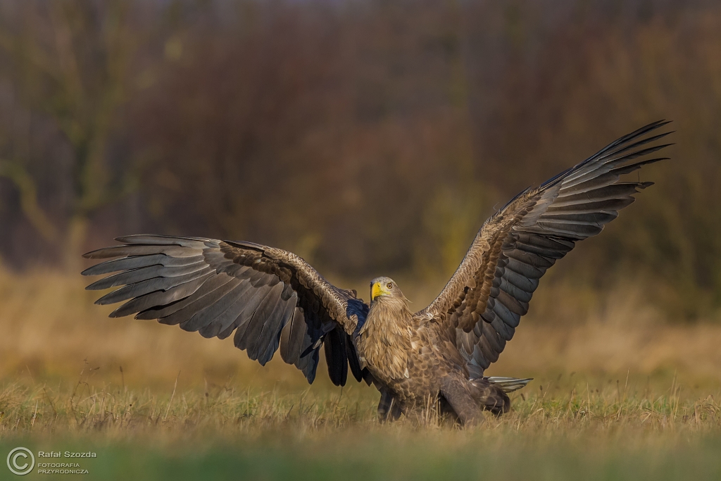 Bielik, White-tailed Eagle (Haliaeetus albicilla) ...