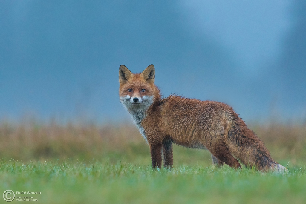 Lis, Fox (Vulpes vulpes) ... 2016r
