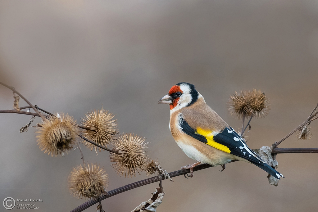 Szczygie�, European Goldfinch (Carduelis carduelis) ... 2016r