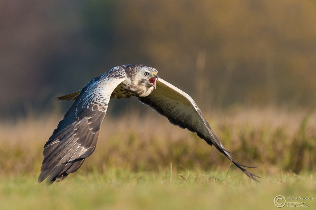 Myszo��w, Common Buzzard (Buteo buteo) ... 2016r