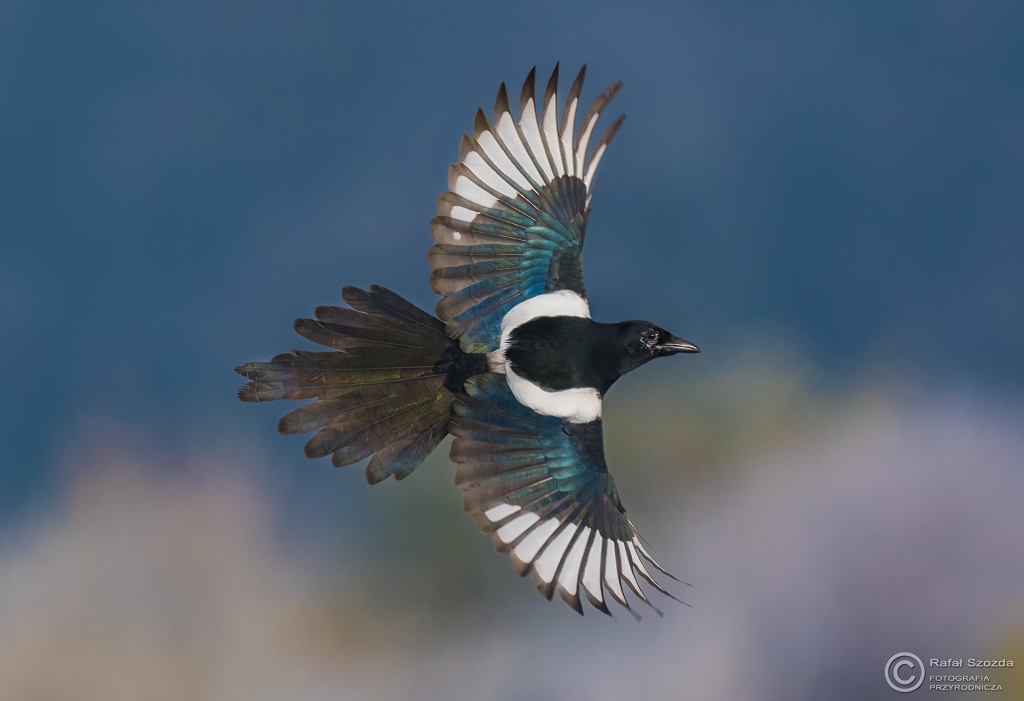 Sroka, Eurasian Magpie (Pica pica) ... 2016r