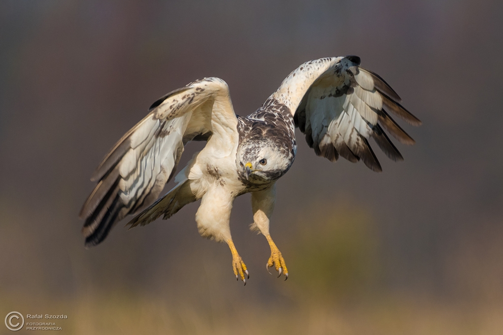 Myszo��w, Common Buzzard (Buteo buteo) ... 2016r