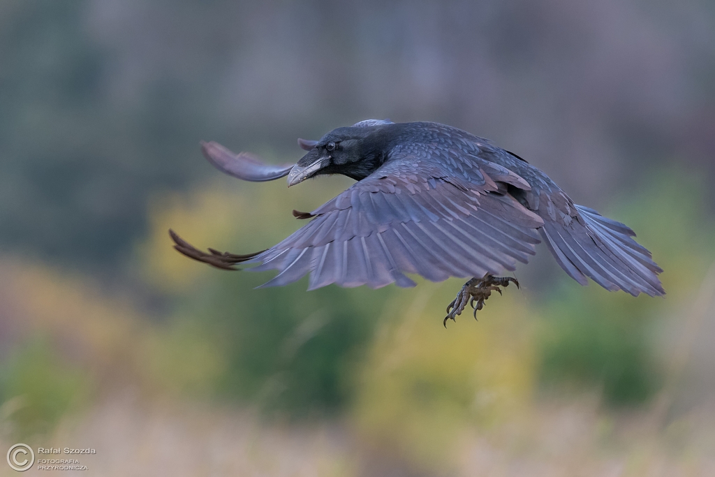 Kruk, Common Raven (Corvus corax) ... 2016r