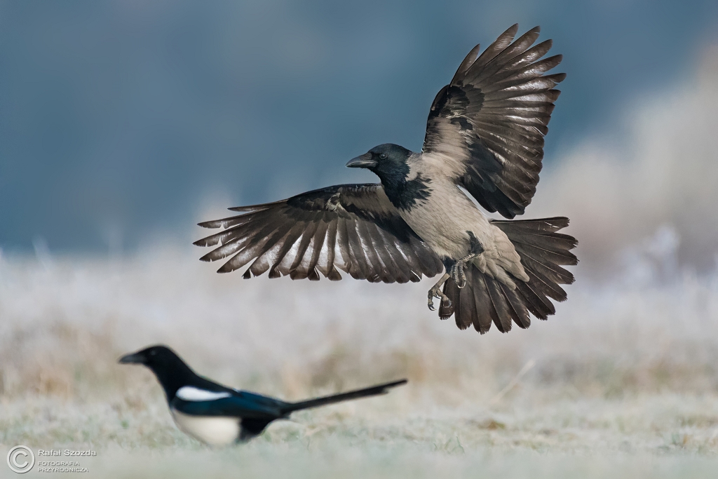 Wrona siwa, Hooded Crow (Corvus cornix) ... 2016r