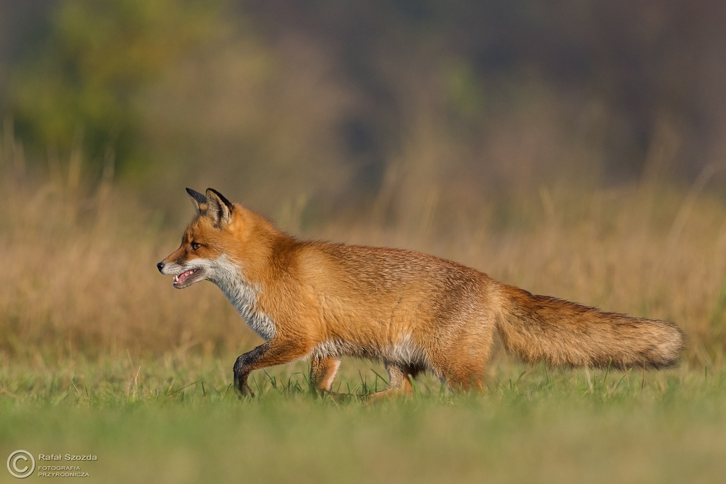 Lis, Fox (Vulpes vulpes) ... 2016r