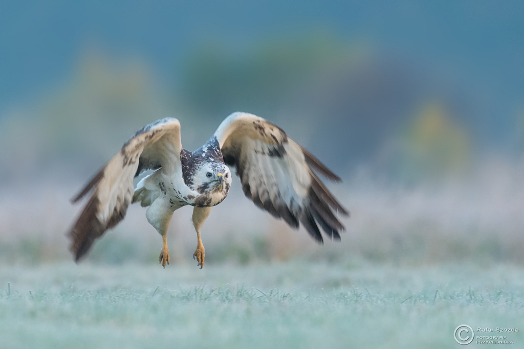 Myszo��w, Common Buzzard (Buteo buteo) ... 2016r