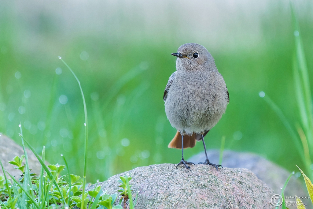 Kopciuszek, Black Redstart (Phoenicurus ochruros) ... 2016r