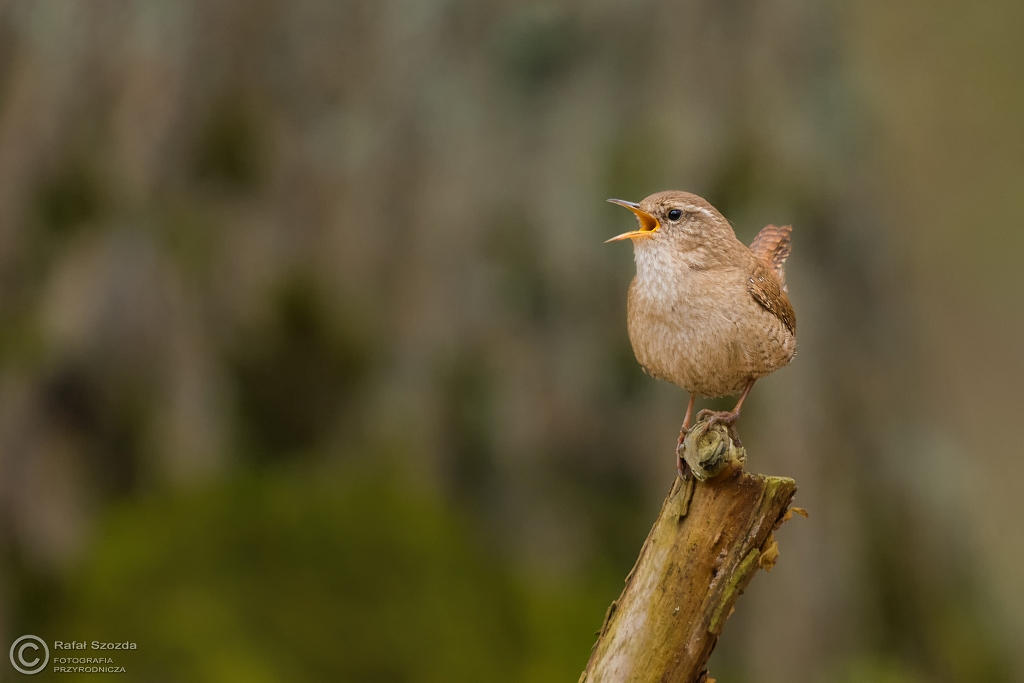 Strzy�yk, Eurasian Wren (Troglodytes troglodytes) ... 2016r