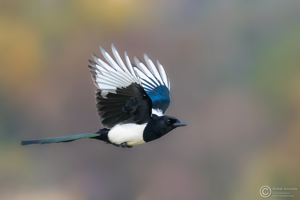 Sroka, Eurasian Magpie (Pica pica) ... 2016r