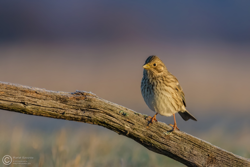 Potrzeszcz, Corn Bunting (Emberiza calandra) ...