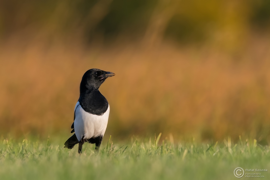 Sroka, Eurasian Magpie (Pica pica)