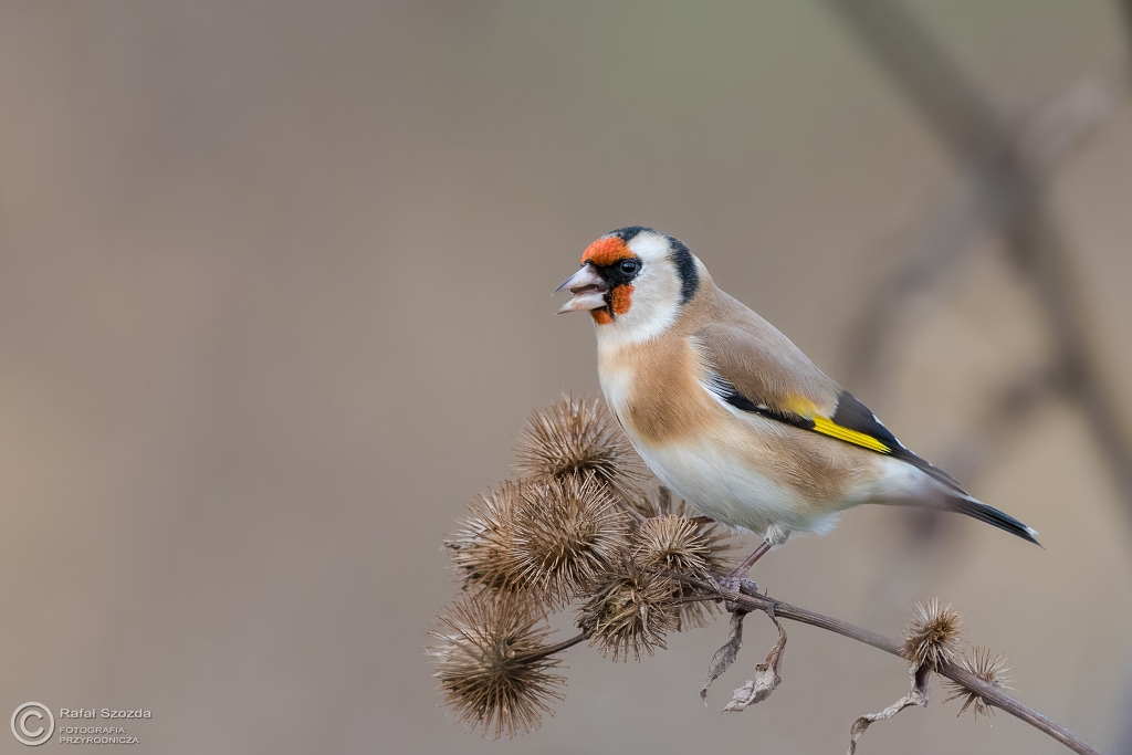 Szczygie�, European Goldfinch (Carduelis carduelis) ... 2016r