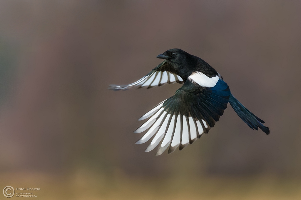 Sroka, Eurasian Magpie (Pica pica) ... 2016r
