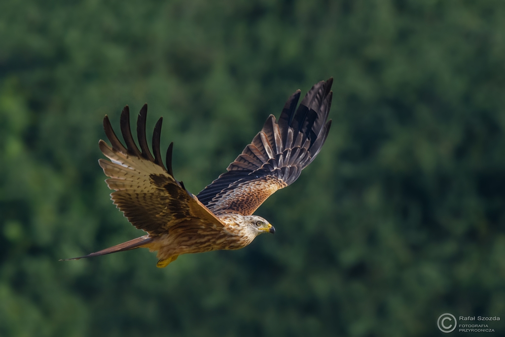 Kania Ruda, Red Kite (Milvus milvus) ... 2016r