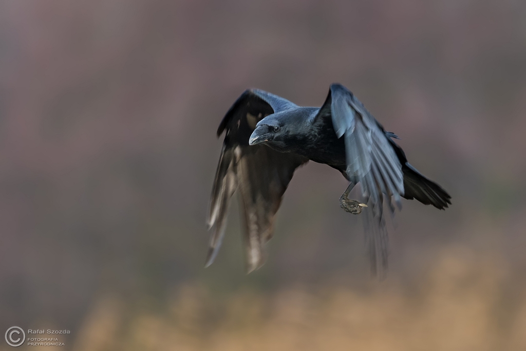 Kruk, Common Raven (Corvus corax) ... 2016r