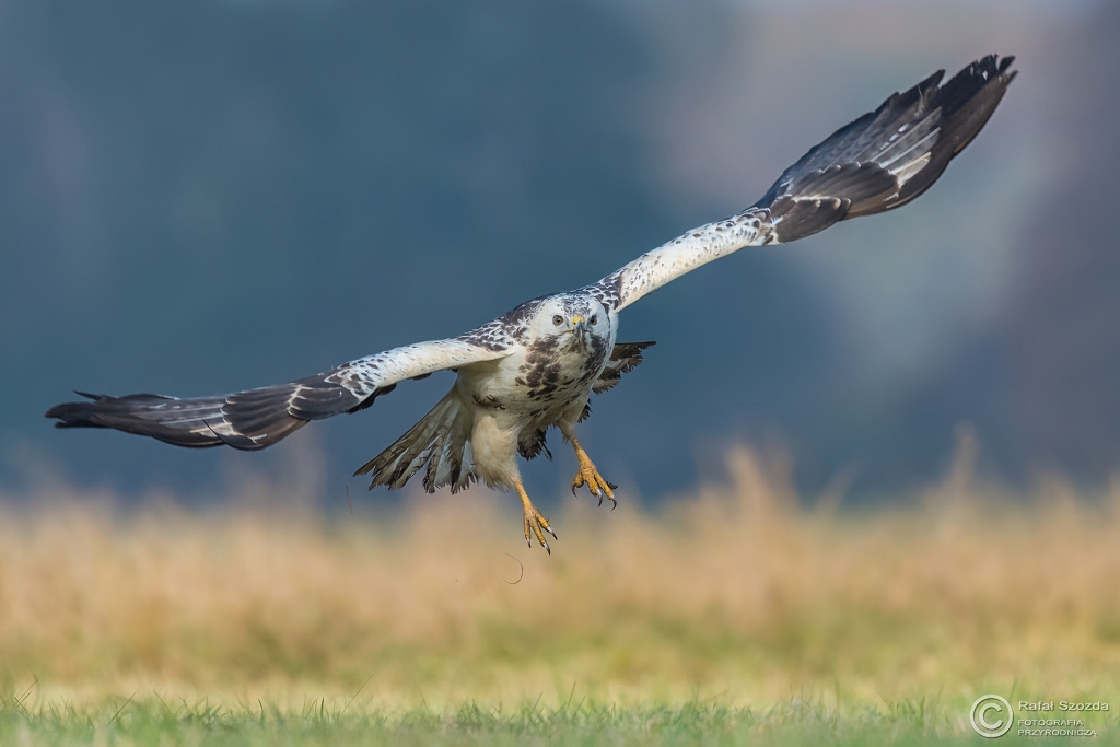 Myszo��w, Common Buzzard (Buteo buteo) ... 2016r