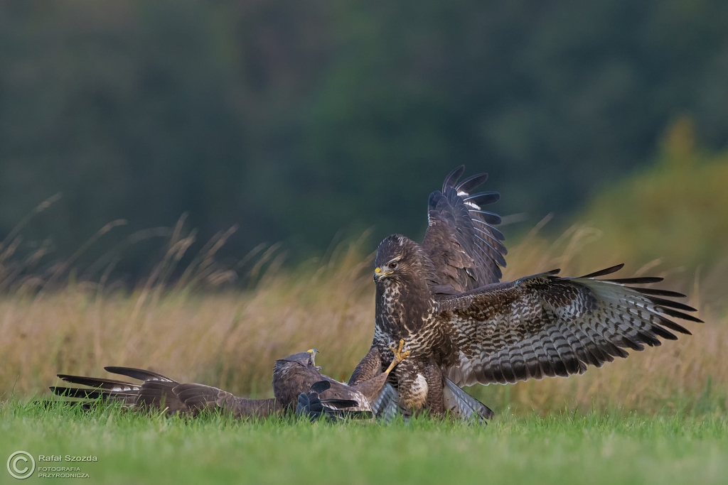 Myszo��w, Common Buzzard (Buteo buteo) ... 2016r